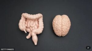 conexao-intestino-e-cerebro